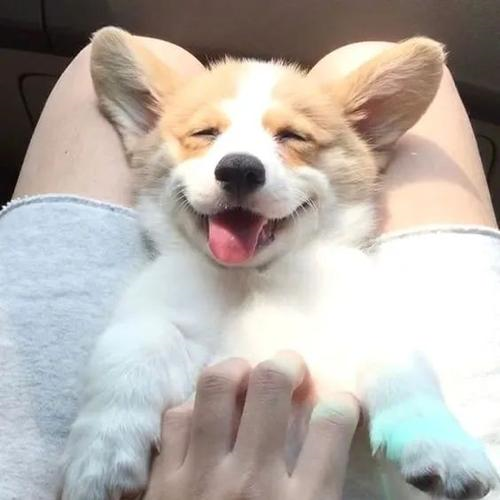 Pomeranian user avatar